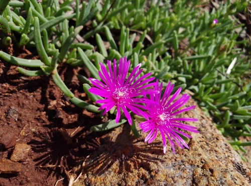 Foto de Plata de gelo ou Tapete rosa