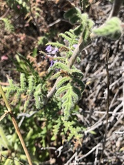 Phacelia floribunda