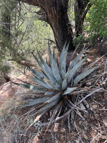 Goldenflower century plant (Agave chrysantha)