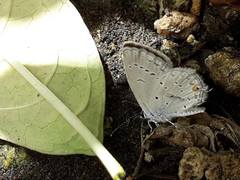 Cupido comyntas texana