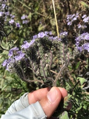 Phacelia floribunda