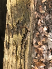 Bipalium pennsylvanicum