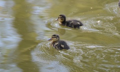 Anas platyrhynchos