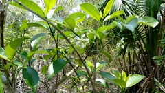 Tabernaemontana amygdalifolia