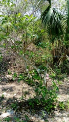 Tabernaemontana amygdalifolia