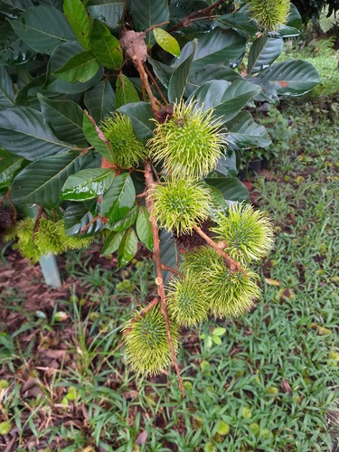 Rambutan