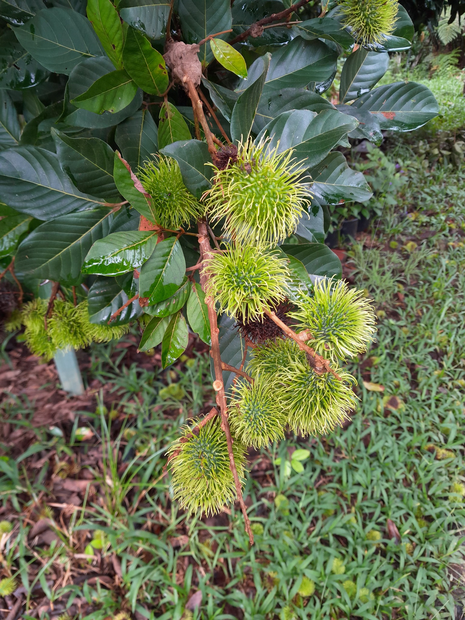 Imagem de Rambutan
