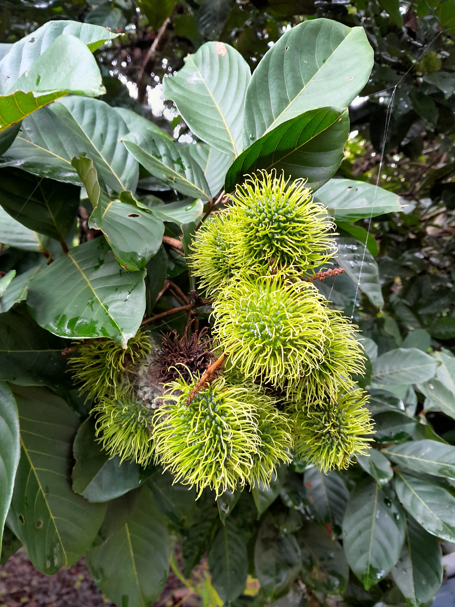 Imagem de Rambutan