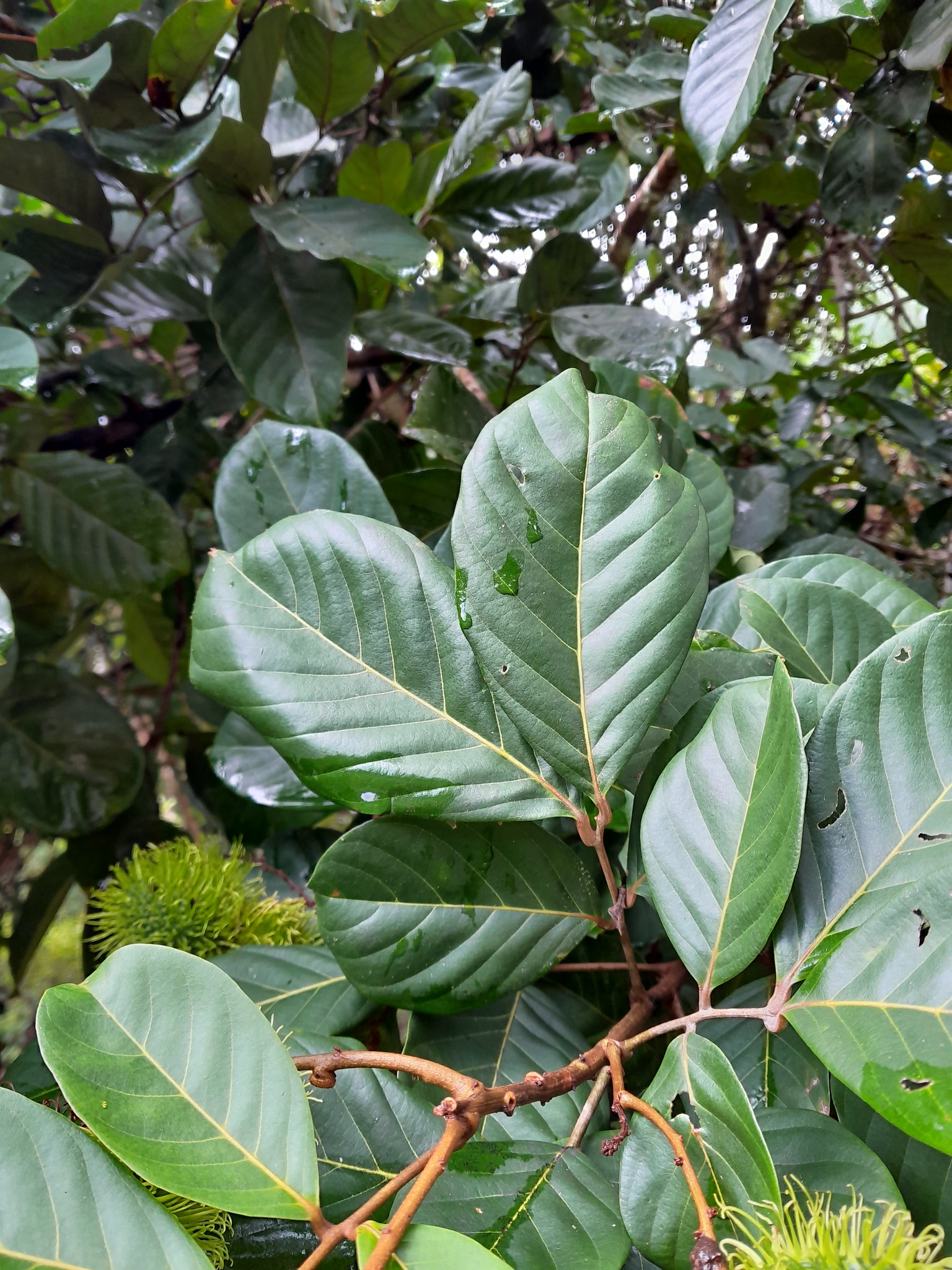 Imagem de Rambutan