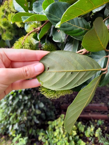 Nephelium lappaceum