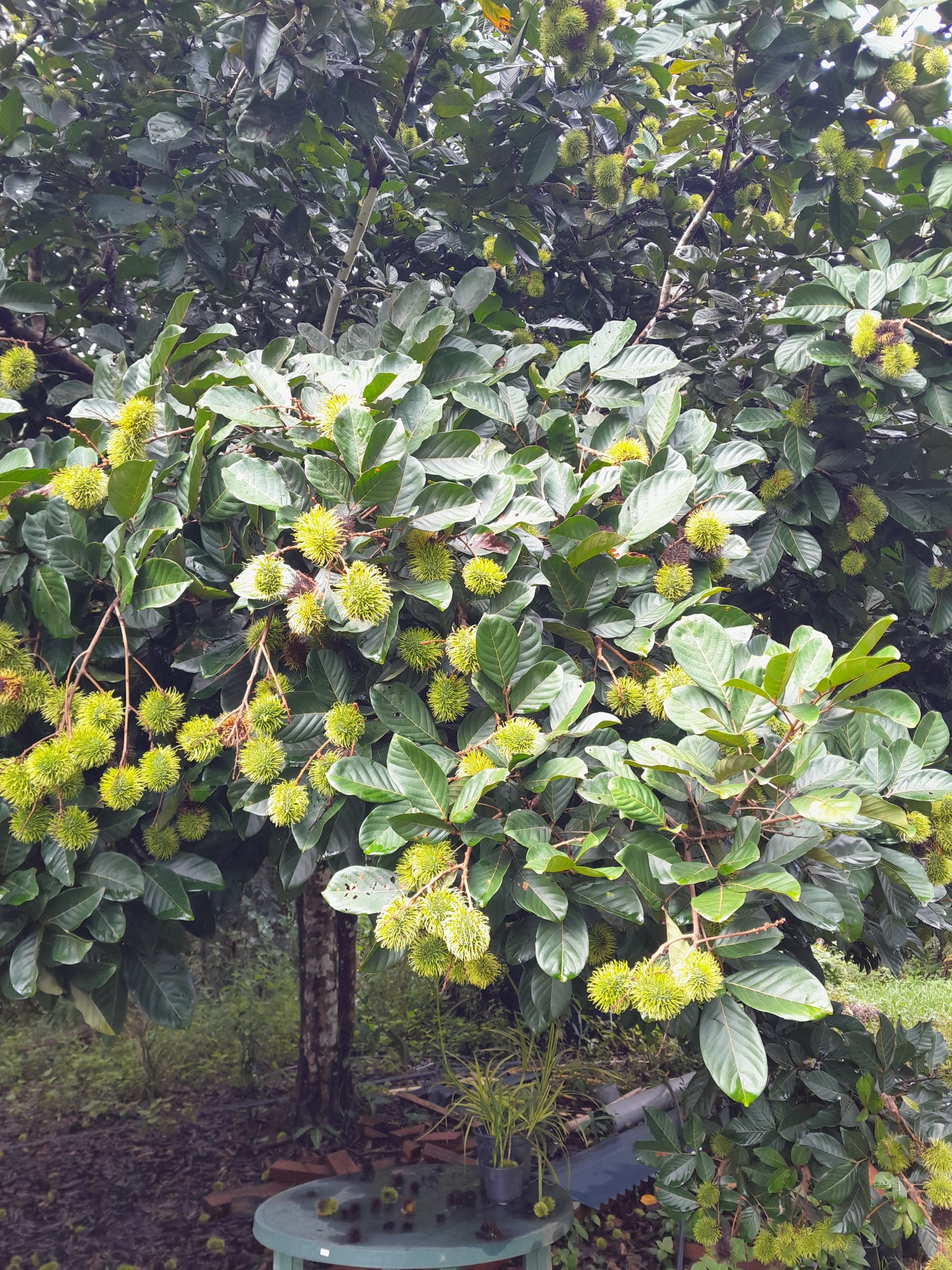 Imagem de Rambutan