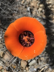 Calochortus kennedyi kennedyi