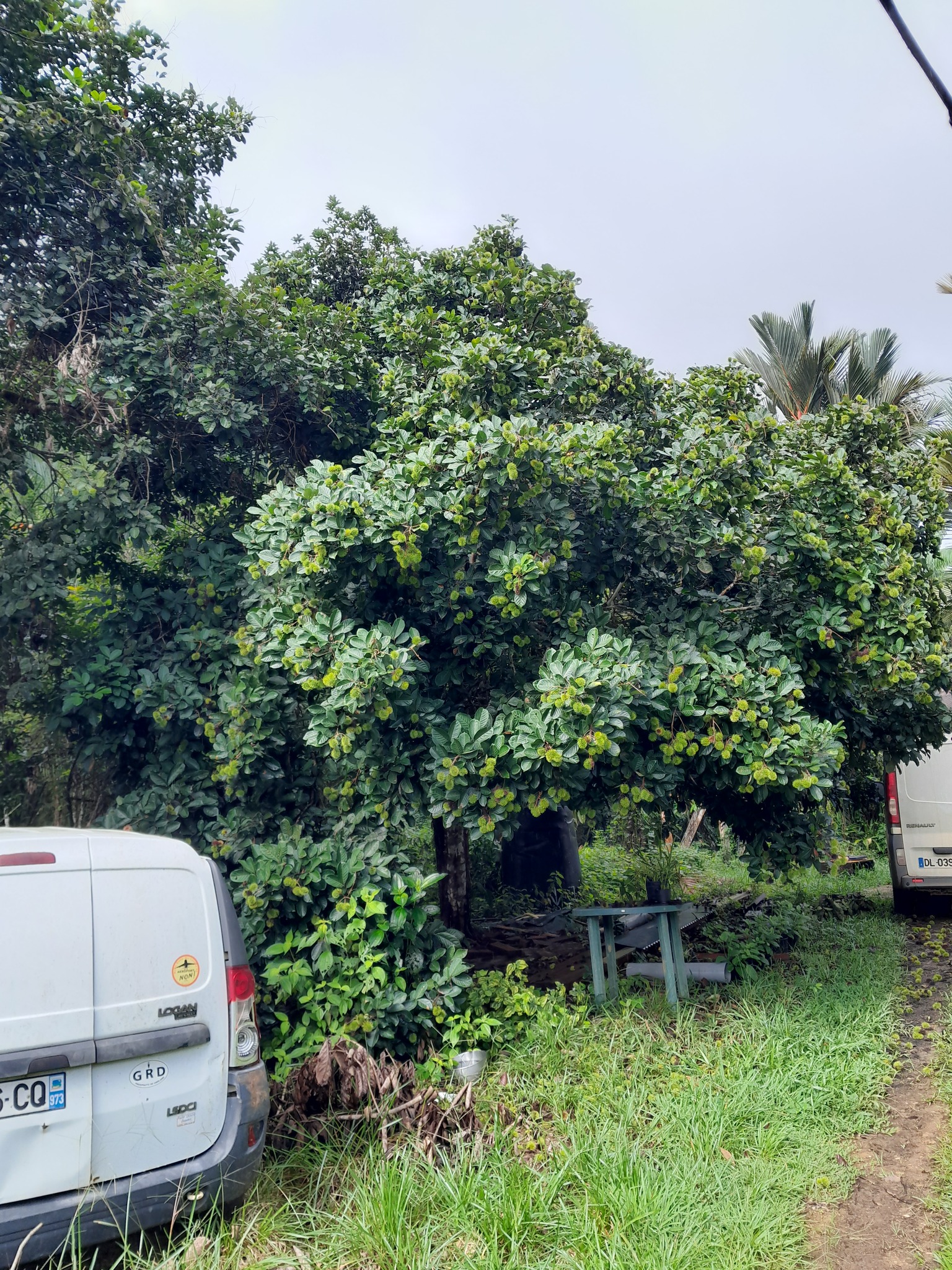 Imagem de Rambutan