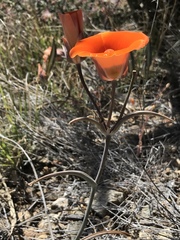 Calochortus kennedyi kennedyi