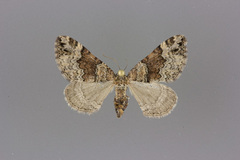 Xanthorhoe ferrugata