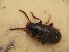 Helopini