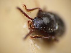 Helopini