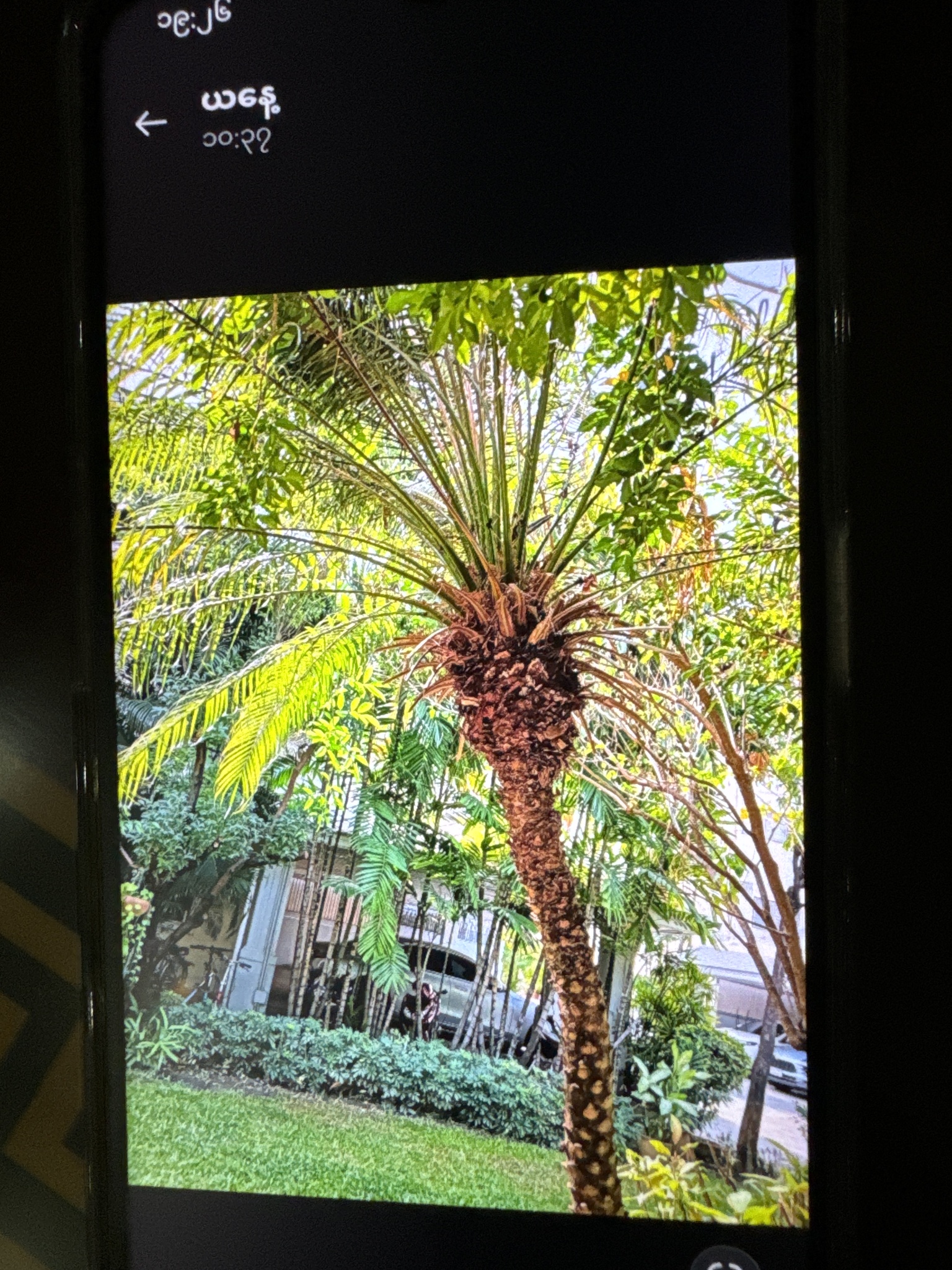 Imagem de Palmeira-dama