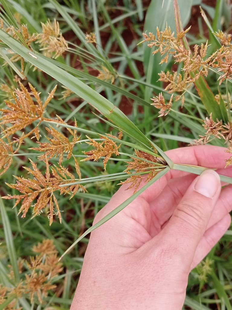 yellow nutsedge from Westonaria, South Africa on January 17, 2024 at 09