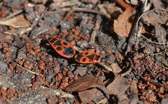 Pyrrhocoris apterus