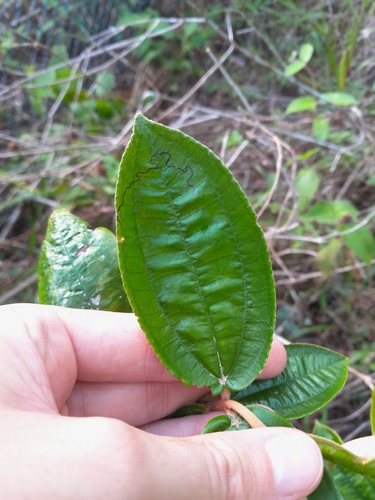 Foto de Canela de velho