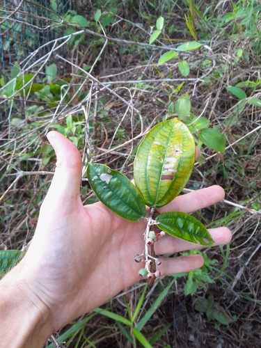Foto de Canela de velho