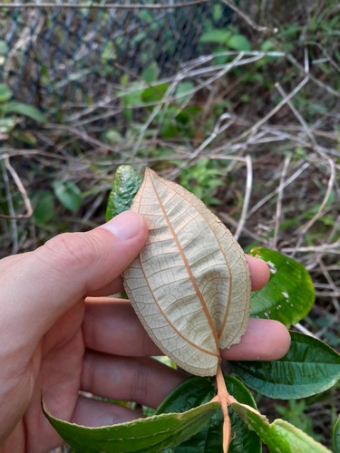 Canela de velho