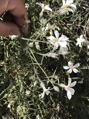 Phlox tenuifolia