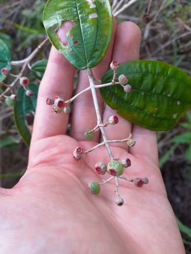 Foto de Canela de velho