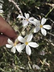 Phlox tenuifolia