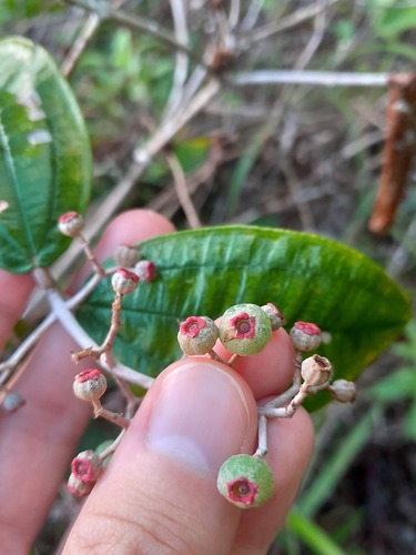 Foto de Canela de velho