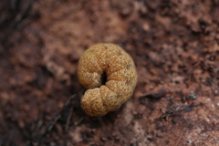 Noctua fimbriata