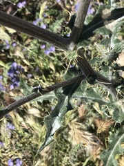 Cirsium neomexicanum