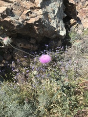Cirsium neomexicanum