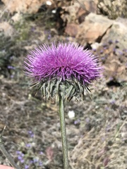 Cirsium neomexicanum
