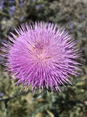 Cirsium neomexicanum