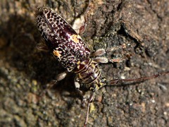 Hybolasius sticticus
