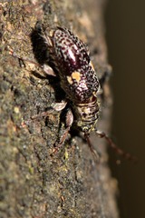 Hybolasius sticticus