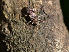 Hybolasius sticticus