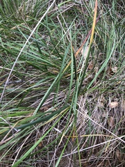 Festuca californica
