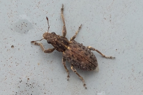 Coelositona puberulus