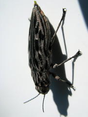 Chalcophora angulicollis