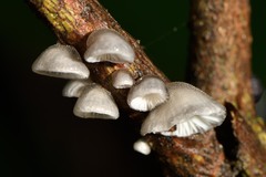 Hohenbuehelia cyphelliformis
