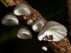 Hohenbuehelia cyphelliformis