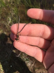 Lestes stultus