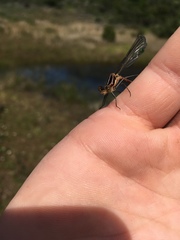 Lestes stultus