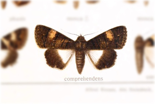 Melipotis comprehendens