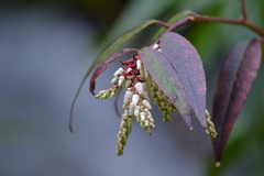 Leucothoe