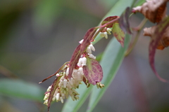 Leucothoe