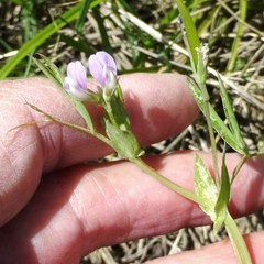 Lathyrus pusillus